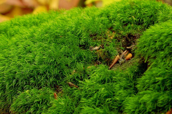 青苔怎么養才茂盛