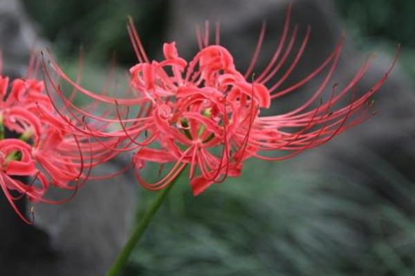 彼岸花什么時候開花和長葉