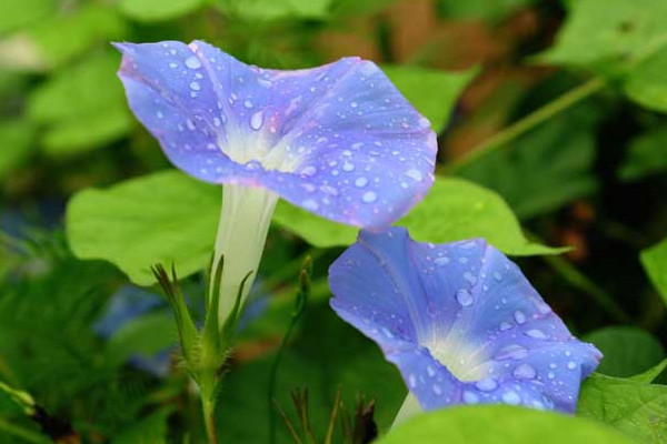 牽牛花冬天枯萎后怎么處理