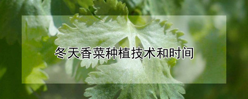 冬天香菜種植技術和時間