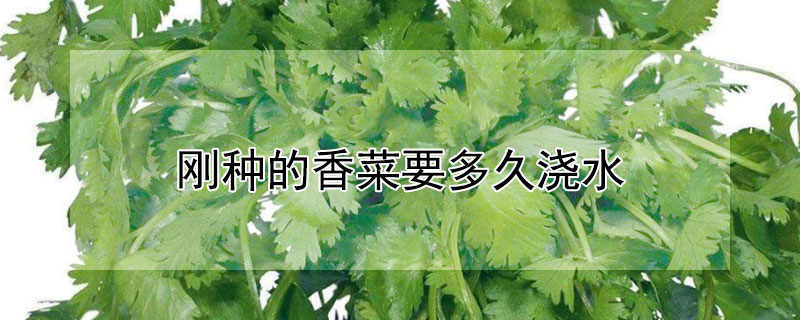 剛種的香菜要多久澆水