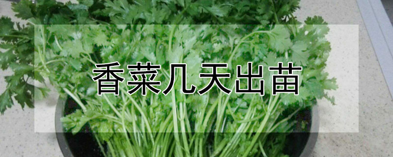 香菜幾天出苗