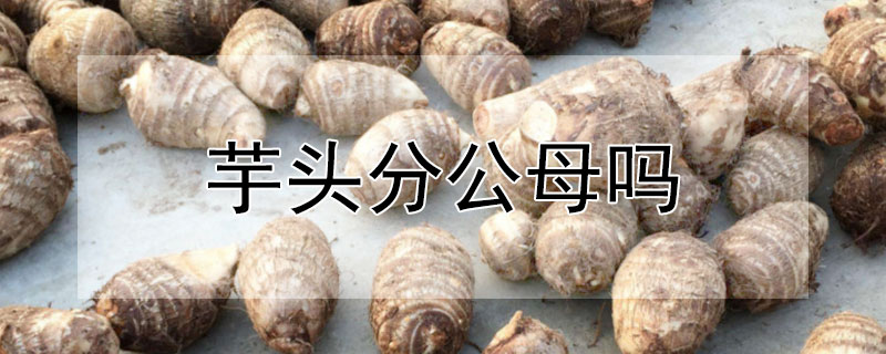 芋頭分公母嗎