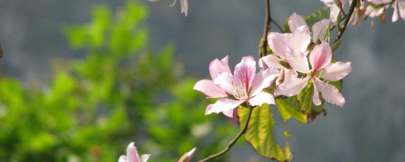 紫荊花如何養護