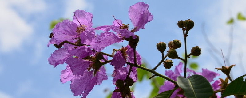 紫荊花葉子發黃怎么辦