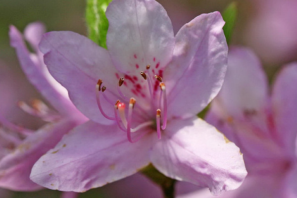 杜鵑花秋季開花期怎樣養護