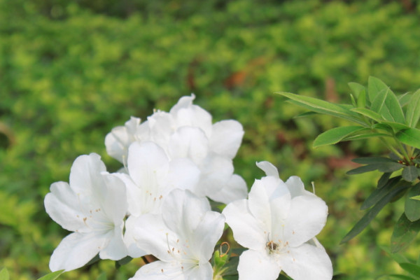 杜鵑花秋季開花期怎樣養護