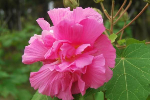 芙蓉花根部是露在花盆外的嗎