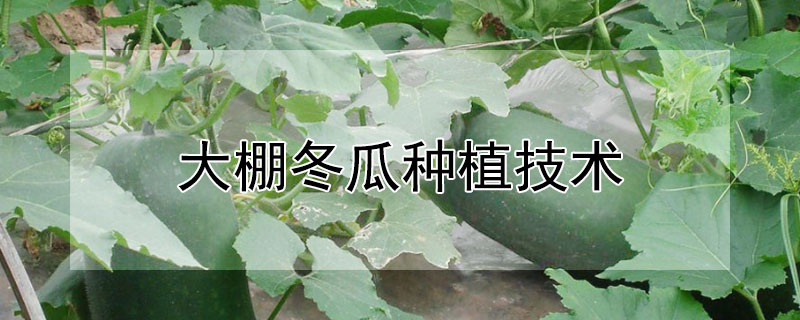 大棚冬瓜種植技術(shù)