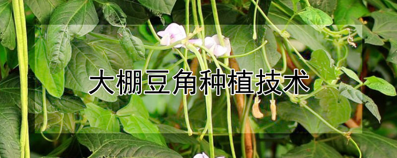 大棚豆角種植技術