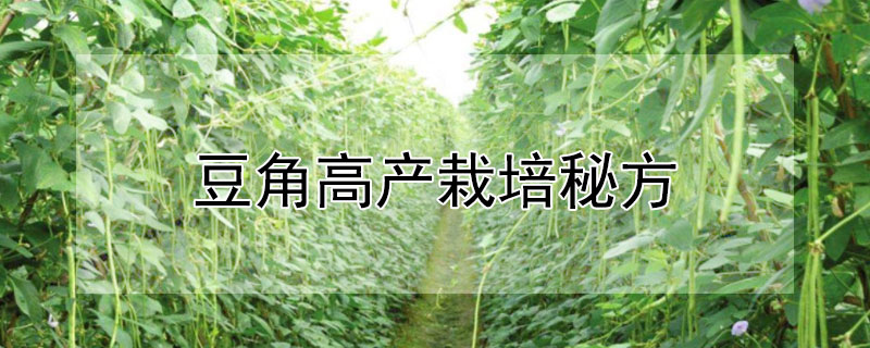 豆角高產(chǎn)栽培秘方