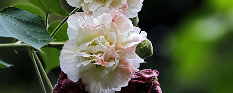 芙蓉花夏天的養(yǎng)殖方法