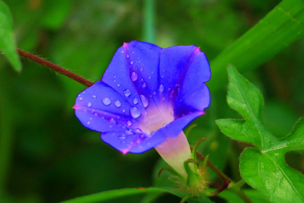 牽牛花可以挖出來移栽嗎