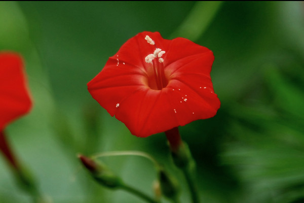 牽牛花徒長了怎么辦