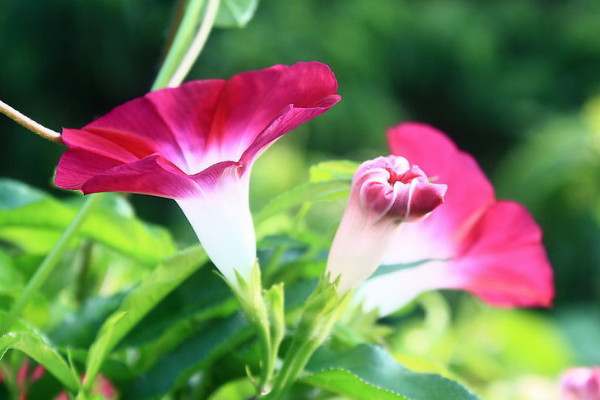 牽牛花需要澆水和施肥嗎