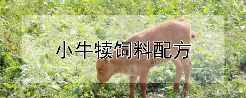 小牛犢飼料配方