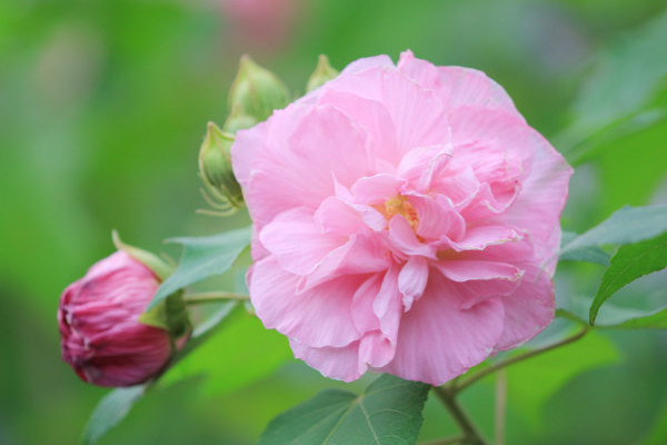 芙蓉花不長花苞怎么辦