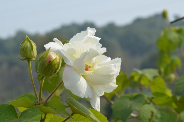 芙蓉花葉子長斑是怎么回事