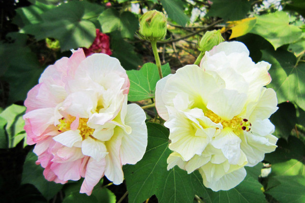 芙蓉花葉子長斑是怎么回事