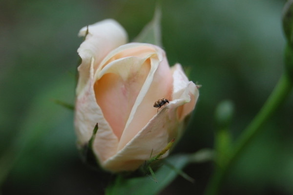 月季只發芽不開花