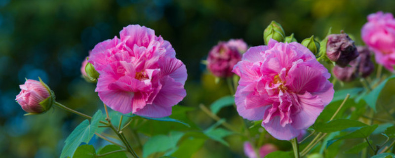 芙蓉花休眠怎么辦