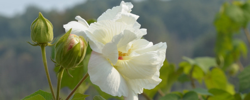 芙蓉花的葉子怎么栽呢