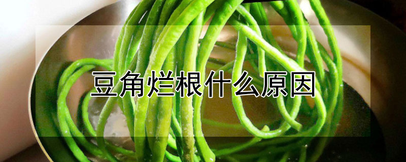 豆角爛根什么原因