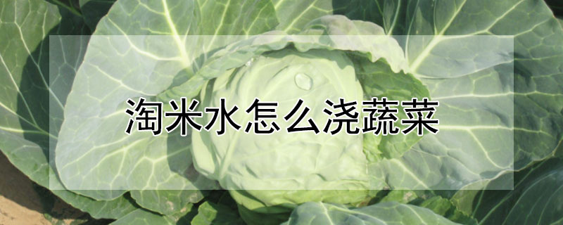 淘米水怎么澆蔬菜