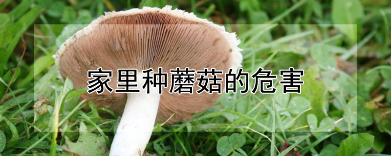 家里種蘑菇的危害