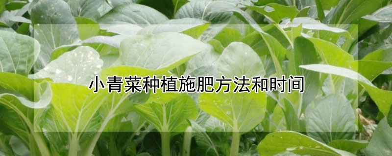 小青菜種植施肥方法和時間