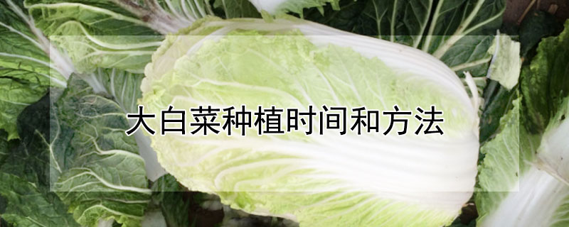 大白菜種植時間和方法