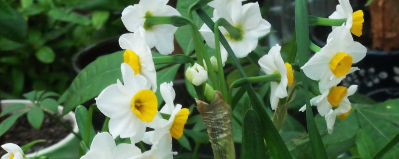 土培水仙花第二年能復花嗎