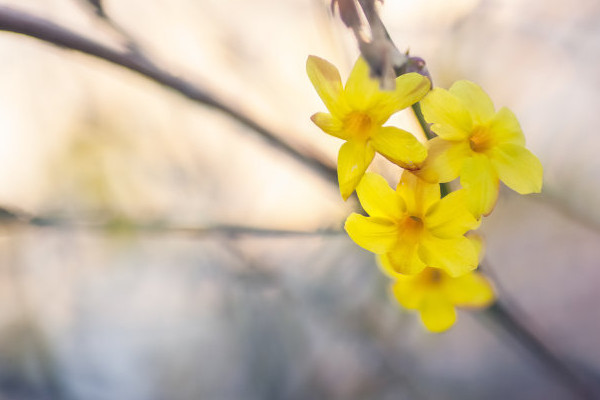 迎春花冬天能換盆嗎