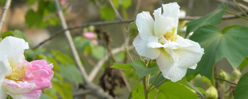 芙蓉花種子怎么種