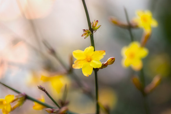 迎春花修剪訣竅