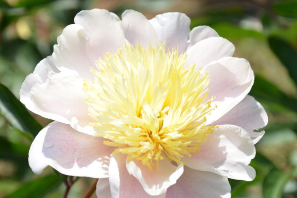 芍藥花開花后怎么處理