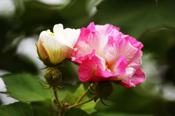 盆栽芙蓉花怎么養花開多久