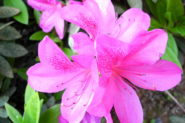 怎樣養(yǎng)杜鵑花才能有花蕾