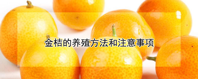 金桔的養(yǎng)殖方法和注意事項