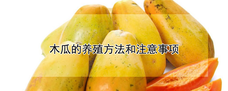 木瓜的養(yǎng)殖方法和注意事項