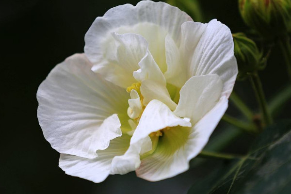 水培芙蓉花葉片幾天換水的