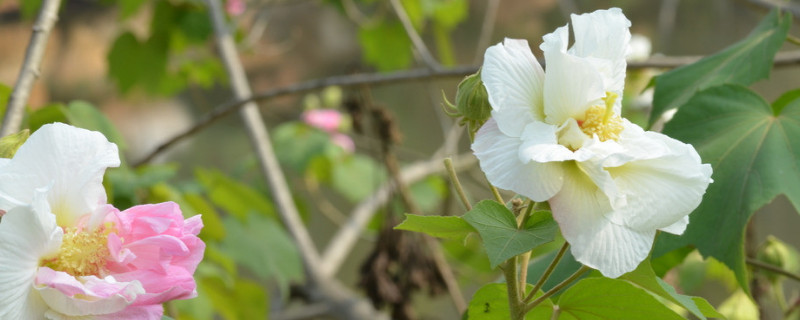 芙蓉花是什么季節(jié)開(kāi)的