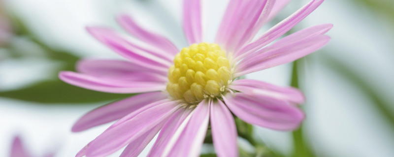 菊花澆水過多怎么辦