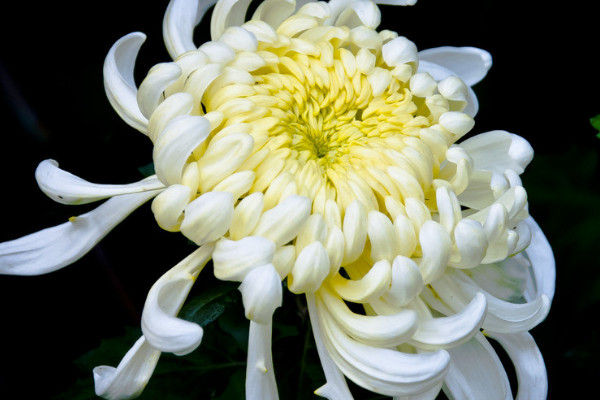 菊花澆水過多怎么辦