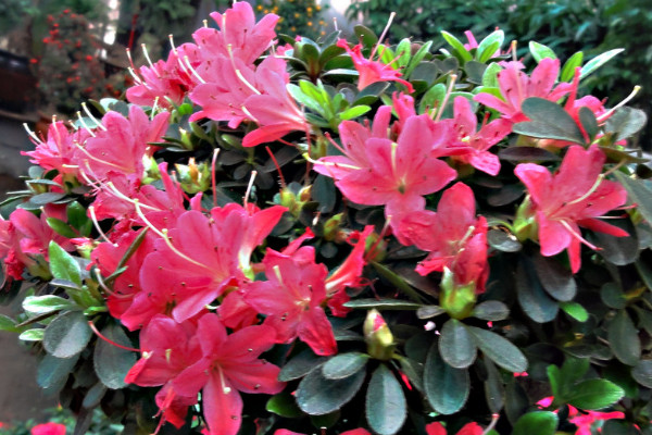 夏天杜鵑花怎么養才能開花