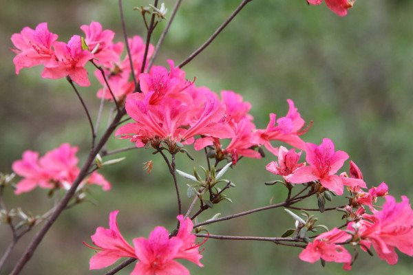 杜鵑花葉子干枯怎么救