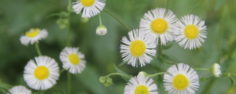 雛菊是幾月開(kāi)放