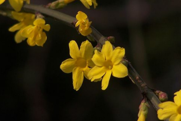 迎春花什么時候開始落葉