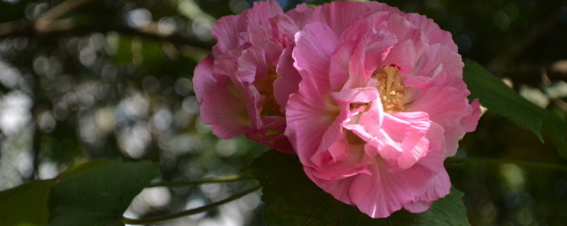 芙蓉花喜歡酸性土還是堿性土