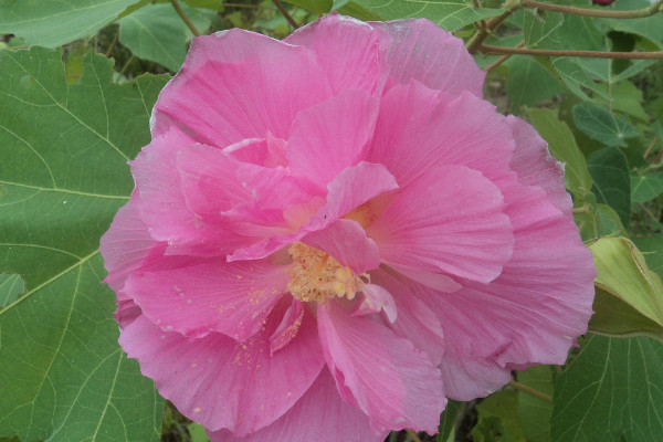 芙蓉花喜歡酸性土還是堿性土